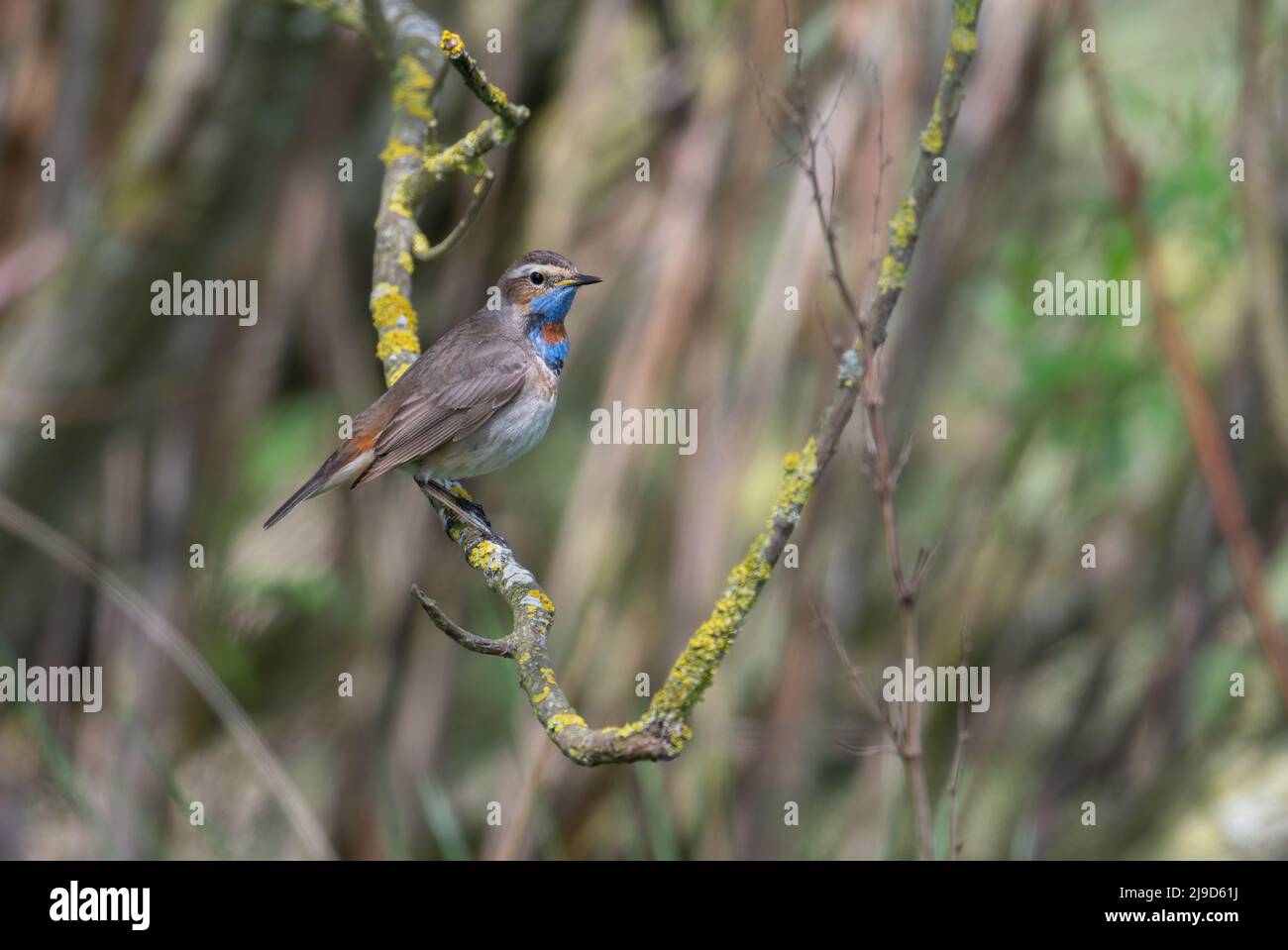 Rosso - Spotted Bluefroat Luscinia svecica svecica arroccato su un ramo coperto di lichen sull'isola Northumberland di Holy Island, Regno Unito Foto Stock