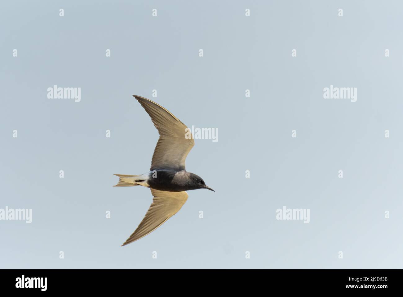 American Black Tern Chlidonias niger surinamensis che si innamzia sul sito costiero di Long Nanny nel Northumberland. Foto Stock