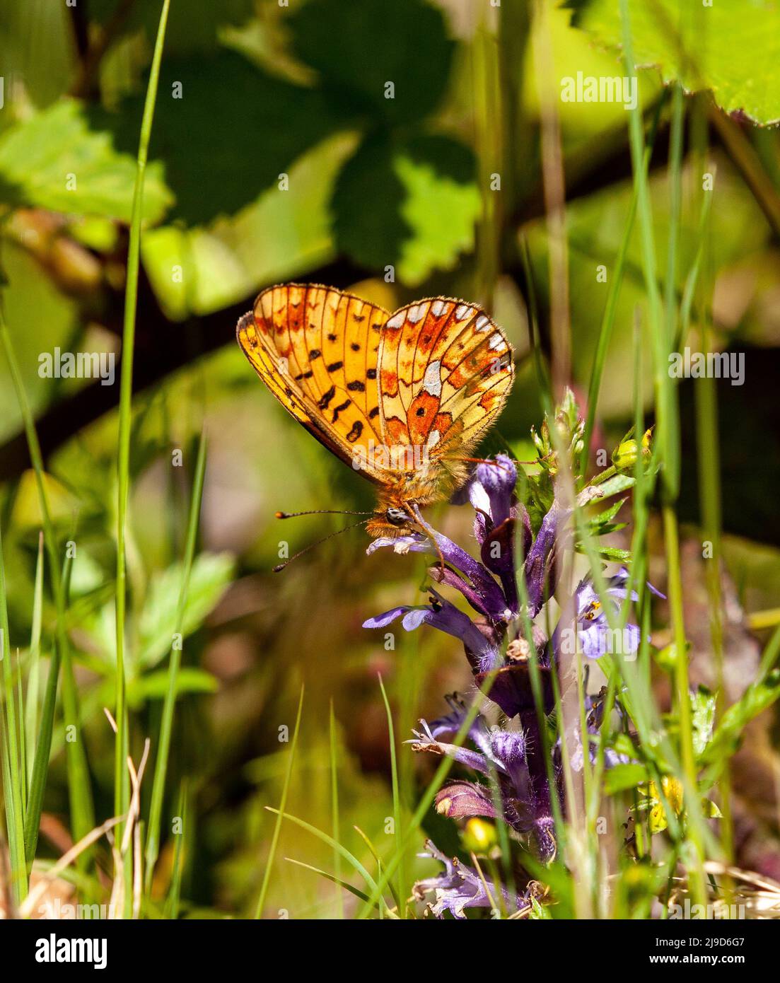 Farfalla Fritillary Boloria euphrosyne con bordi di perle nella riserva naturale Wyre Forest Worcestershire Inghilterra Regno Unito Foto Stock