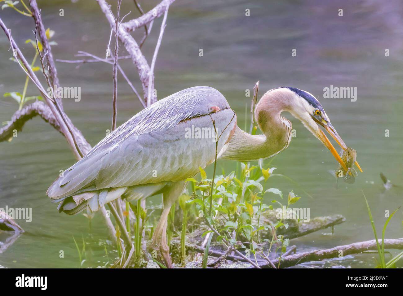 Grande Erone Blu (Ardea herodias) con la sua preda. Chesapeake e Ohio National Historical Park. Maryland. USA Foto Stock