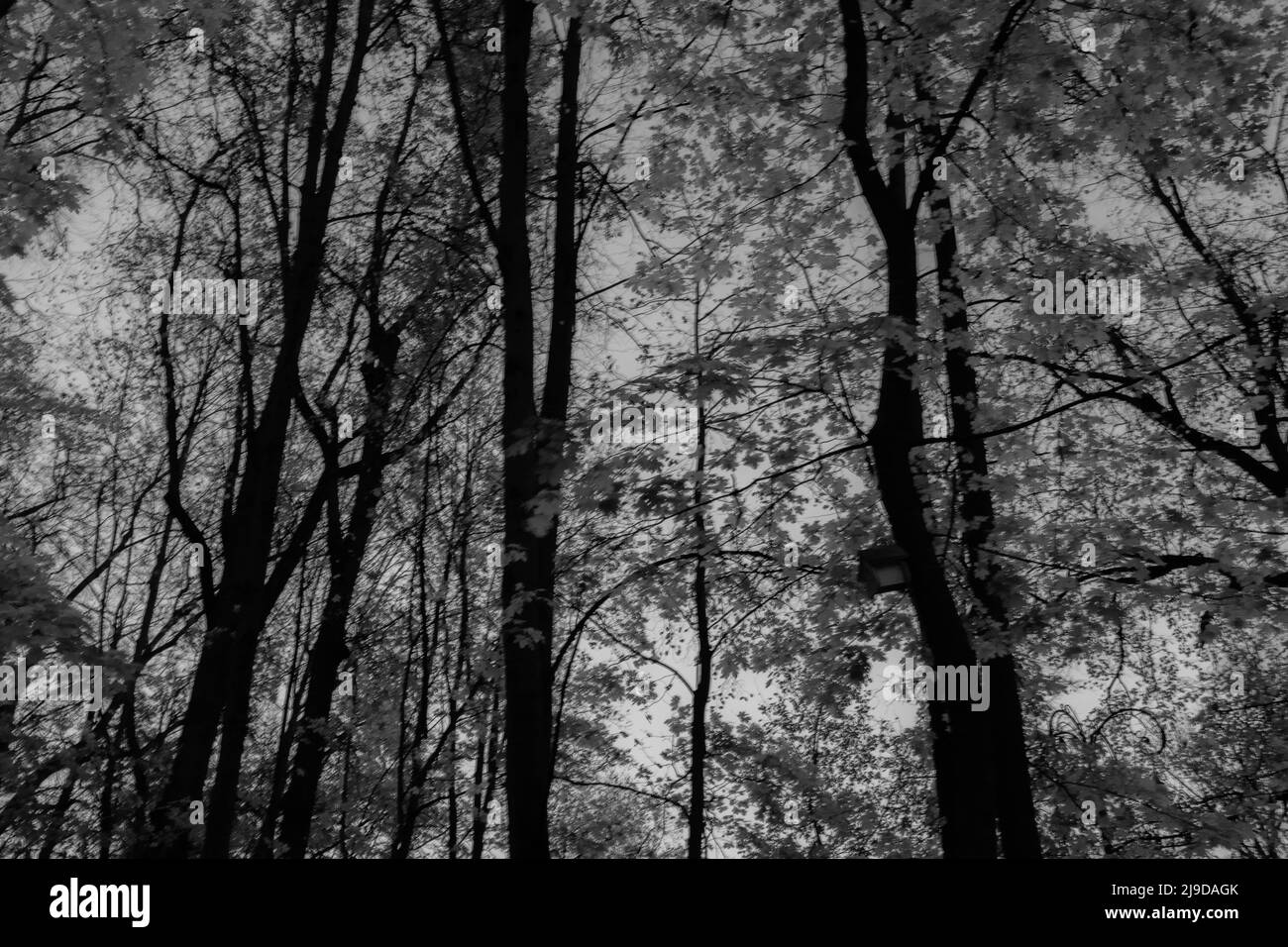 Sfondo di foresta decidua autunno in senza foglie. Corone di alberi. Foresta da alberi tronchi per poster, calendario, post, screensaver, carta da parati Foto Stock