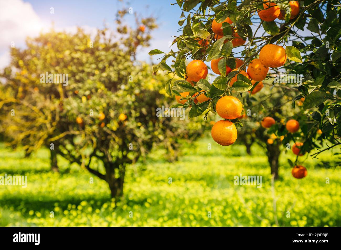 Impressionante vista sul verde giardino. Agricoltura in primavera. Il pittoresco giorno e una stupenda scena. Splendida immagine di sfondo. Ubicazione Posto isola di Sicilia Foto Stock