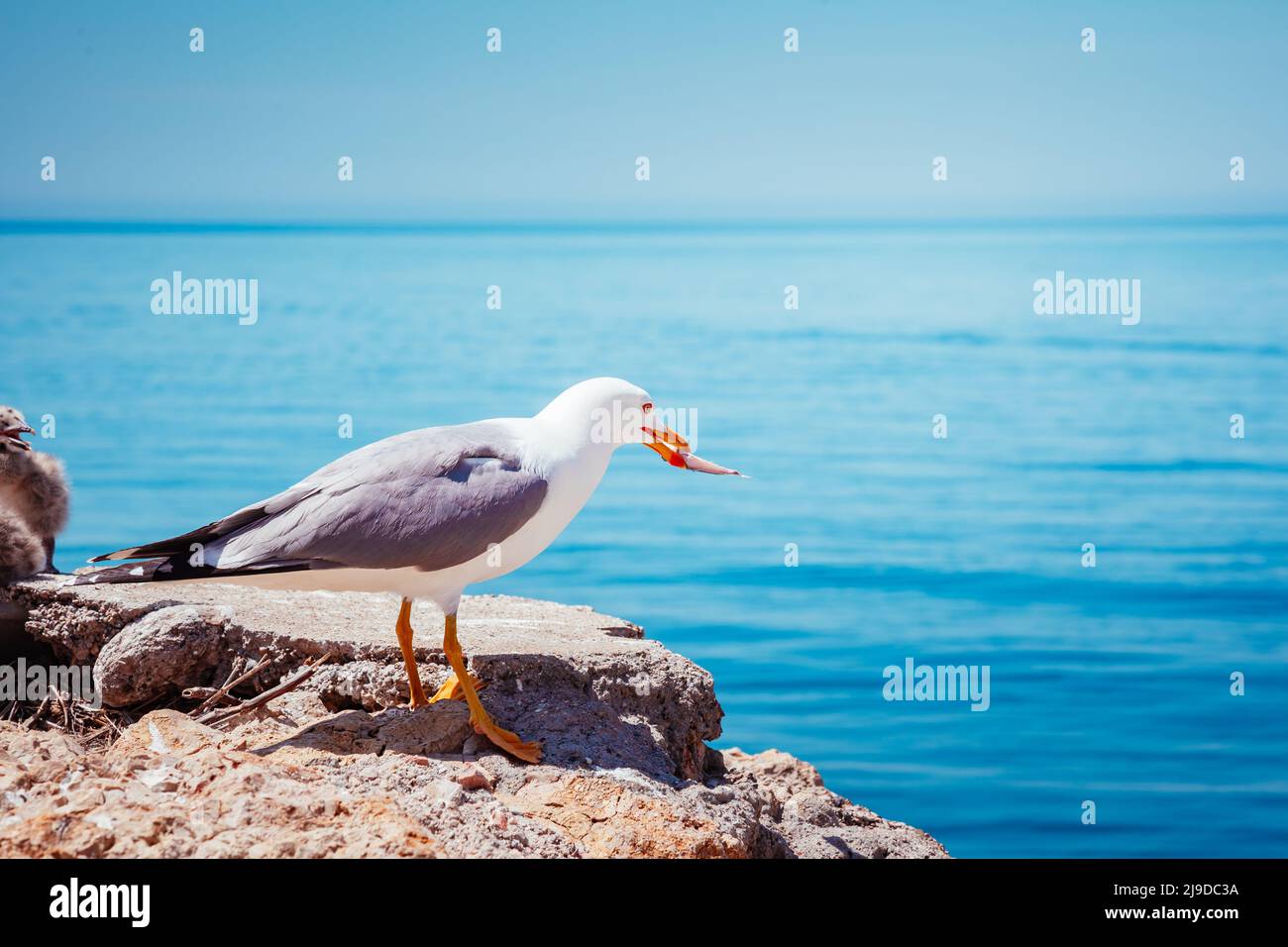 Seagull a caccia di pesce dell'Oceano Atlantico. La pittoresca scena all'aperto. Ubicazione Posto Dyrholaey Cape Coast Islanda, l'Europa. Immagini uniche Foto Stock