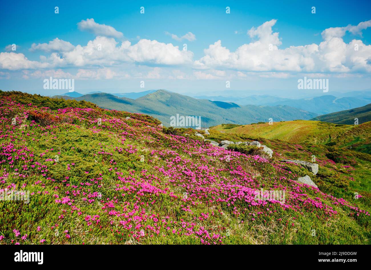 Incredibile scena della valle alpina in presenza di luce solare. Il pittoresco giorno. Ubicazione Posto Carpazi Ucraina, l'Europa. Splendida immagine di sfondo. Unità organizzativa eccellente Foto Stock