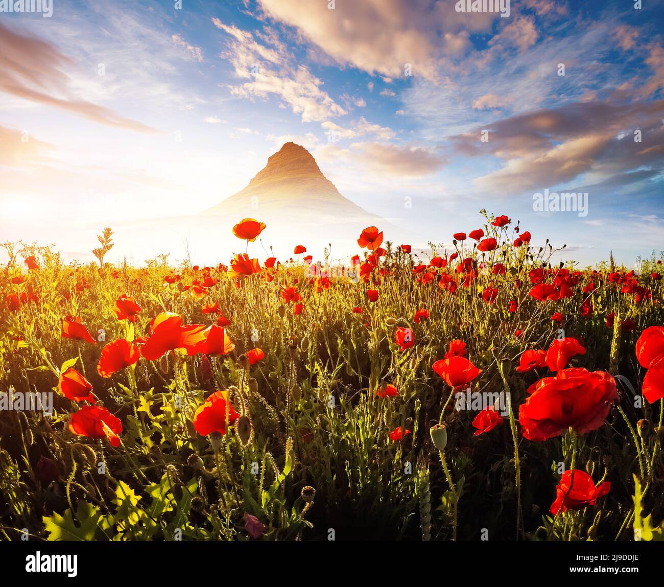 Papaveri rossi in fiore sul campo contro il sole. Scena splendida e pittoresca. Giorno spettacolare e scena meravigliosa. Splendida immagine di carta da parati. Creativa Foto Stock
