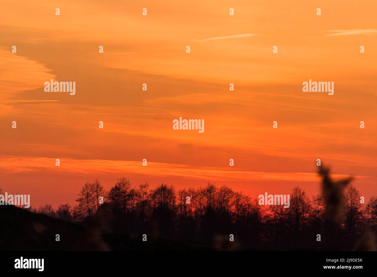I rami degli alberi sul tramonto spettacolare sky - foto astratte Foto Stock