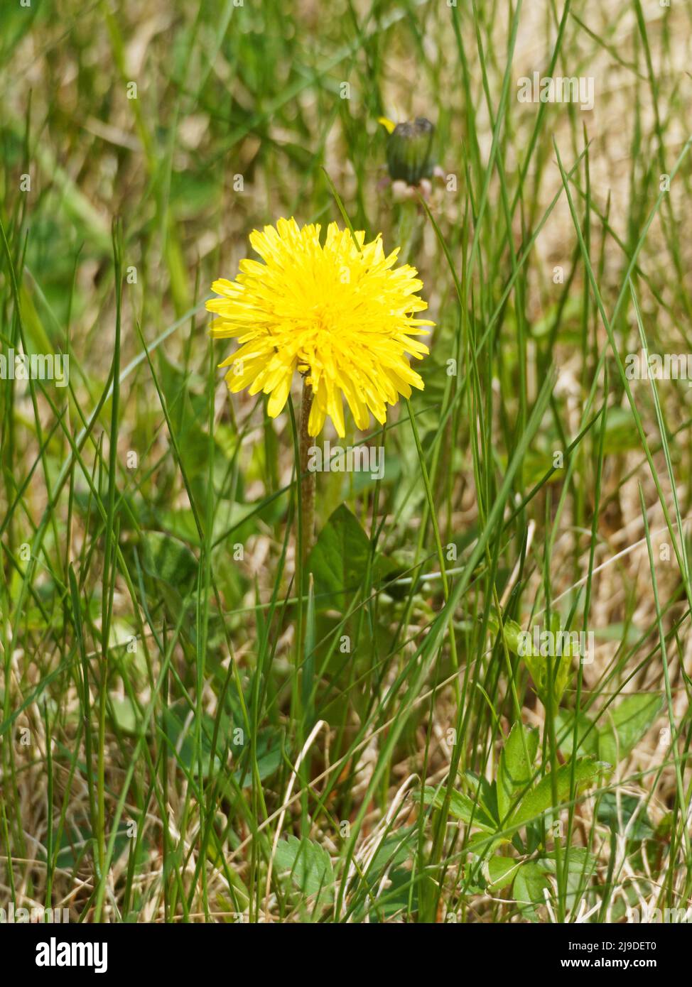 Dente di leone che crescono in un campo. Quebec, Canada Foto Stock