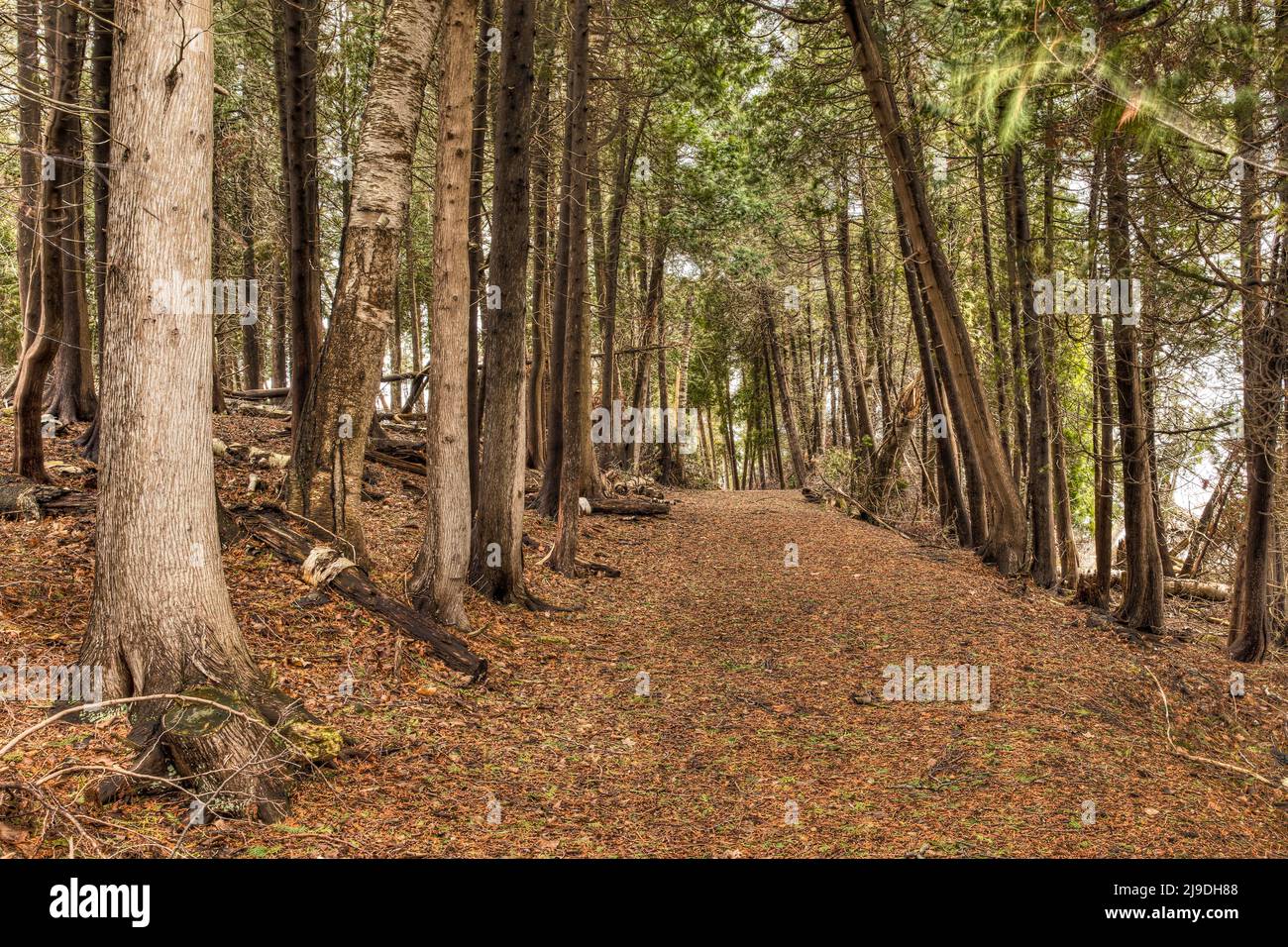 Sentiero nel bosco Foto Stock