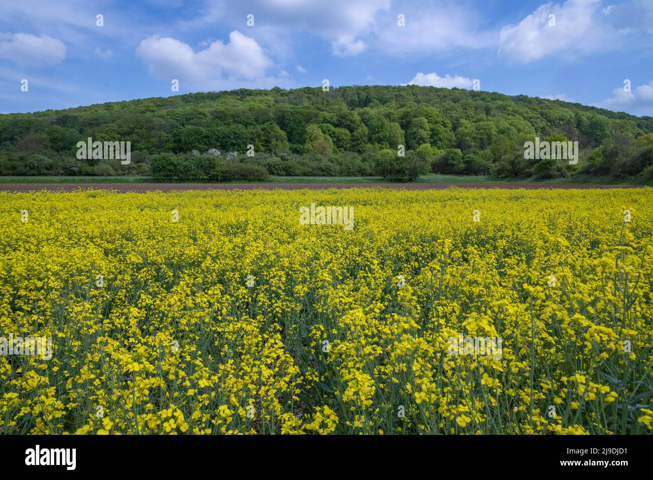 Campo di colza (Brassica napus) con collina boschiva alle spalle, nei pressi di Donauworth, Franconia, Germania Foto Stock