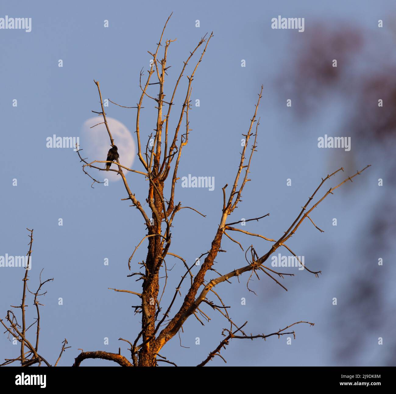 Raven di fronte alla luna Foto Stock