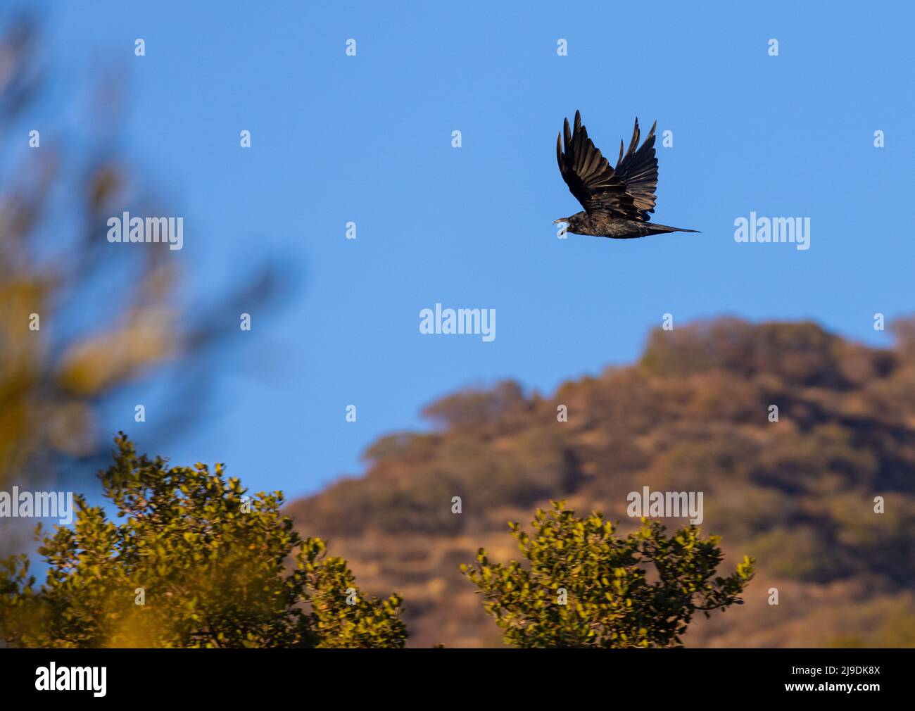 Grande corvo maschio in volo Foto Stock