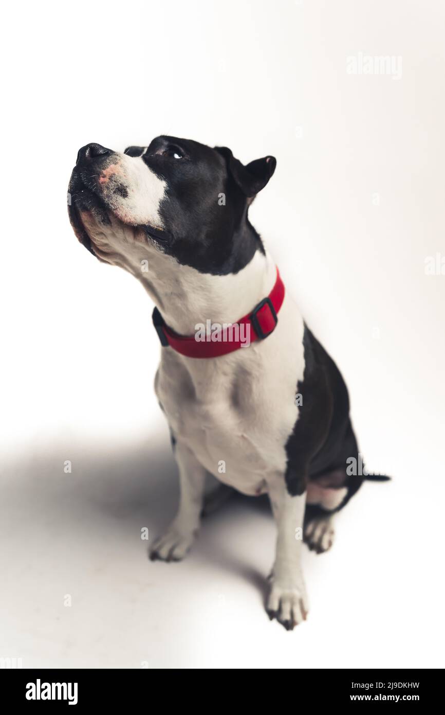 Scatto verticale in studio con sfondo bianco di un cane carino di razza pura con colletto rosso. Foto di alta qualità Foto Stock