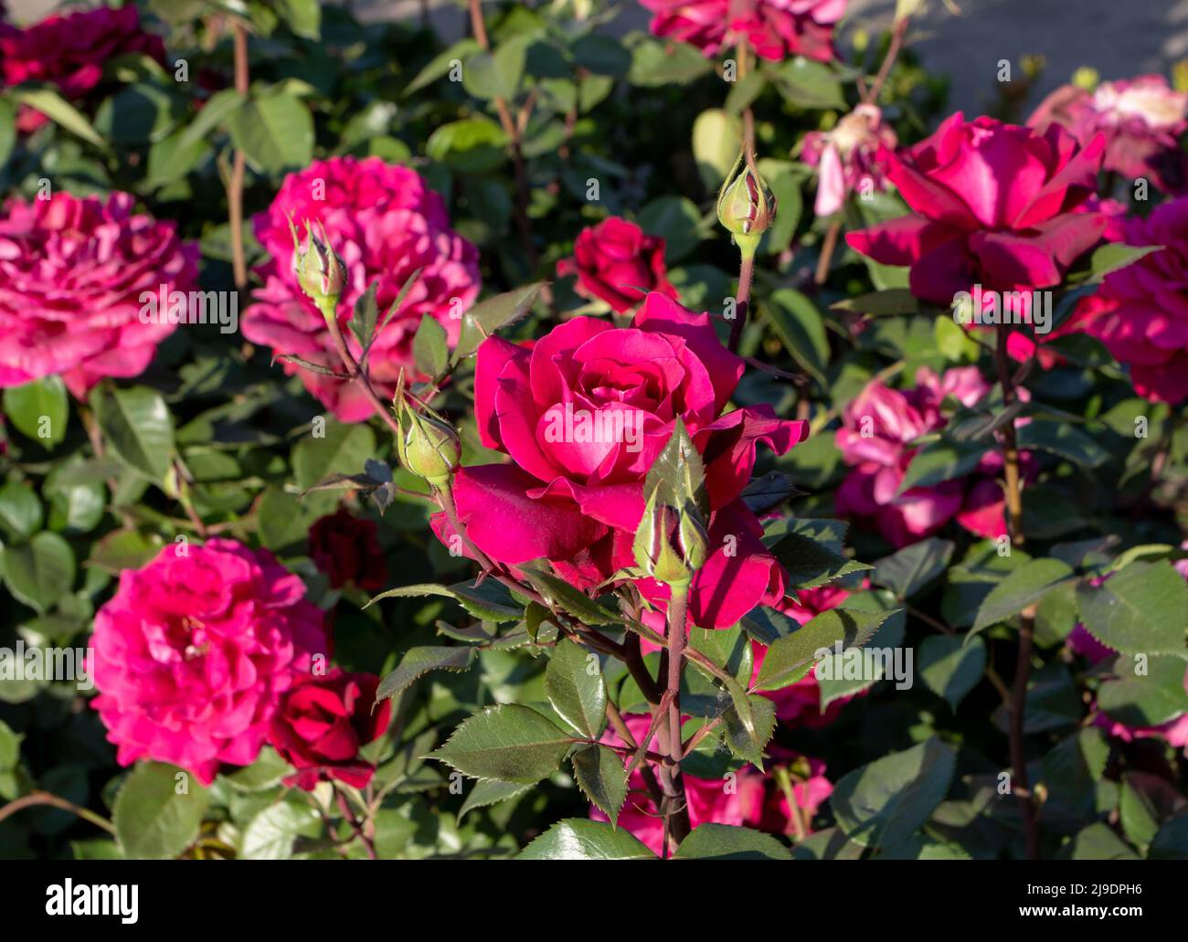 Luminosi fiori di rosa magenta al tramonto in giardino. Foto Stock