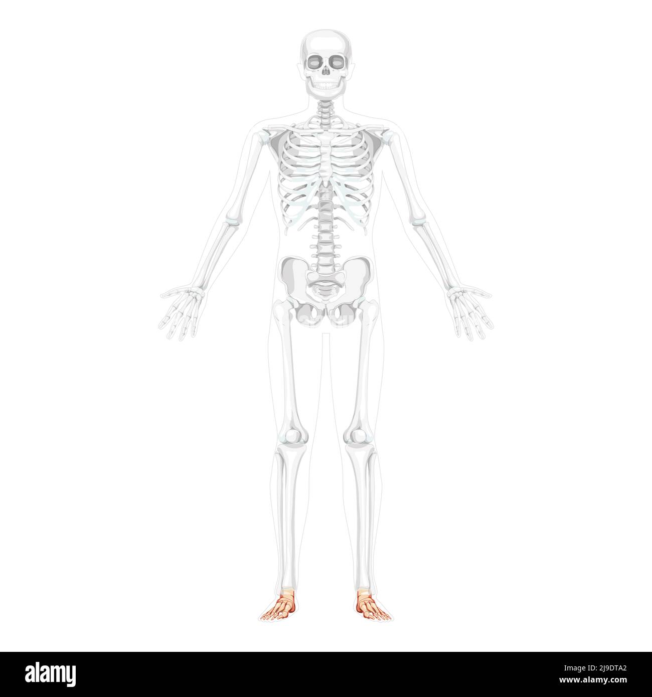 Scheletro piede e caviglia osso Vista frontale umana con due braccia aperte posa con ossa parzialmente trasparenti. 3D disegno vettoriale di colore naturale piatto realistico dell'anatomia isolata su sfondo bianco Illustrazione Vettoriale