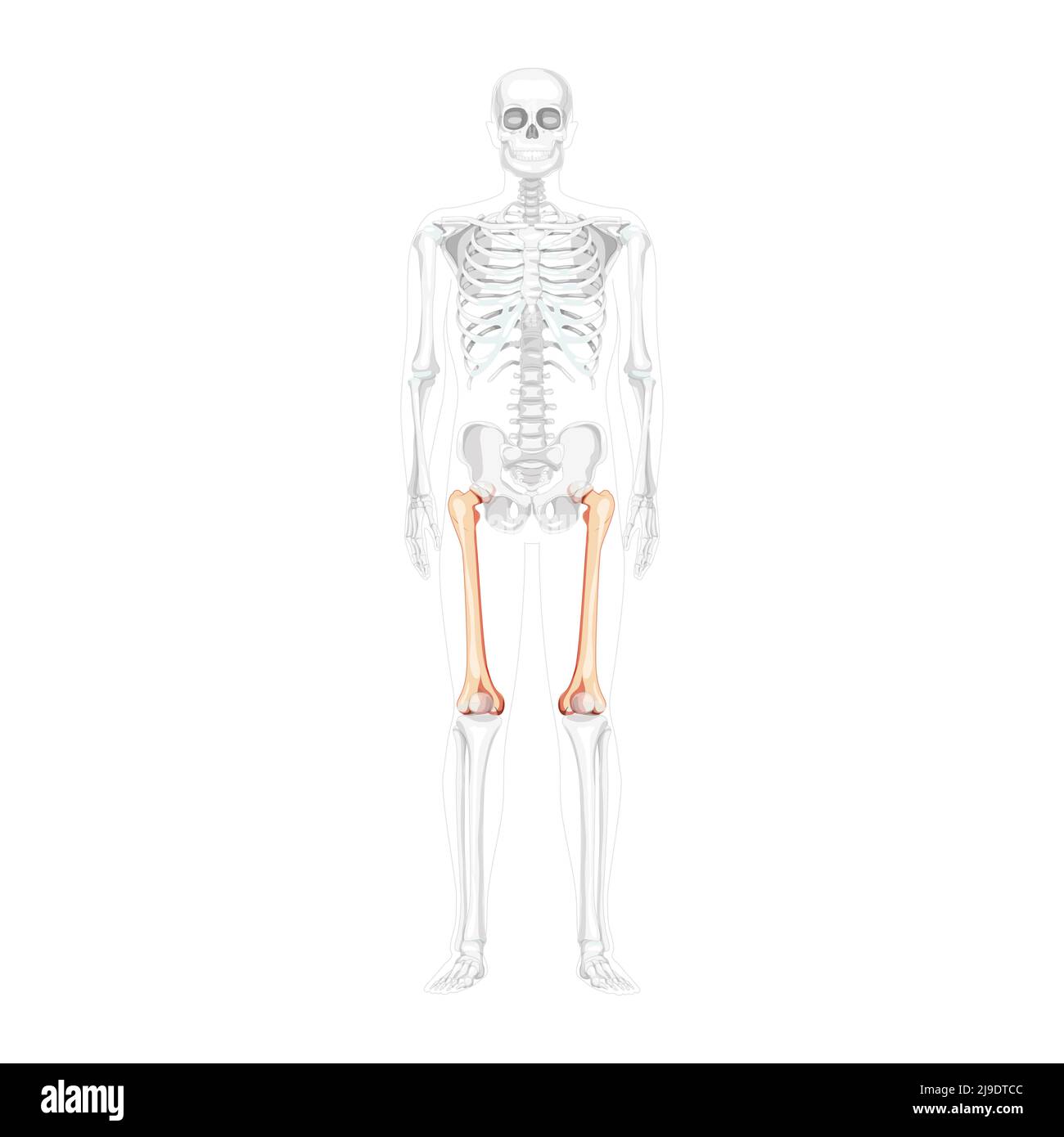 Scheletro femore coscia osso anteriore umano Vista ventrale anteriore con posizione delle ossa parzialmente trasparente. Set di 3D immagini vettoriali realistiche piatte di colore naturale dell'anatomia isolata su sfondo bianco Illustrazione Vettoriale