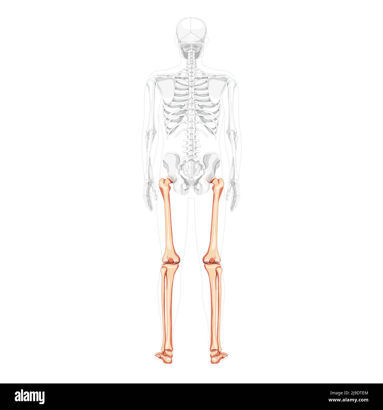 Scheletro cosce e gambe arto inferiore Vista posteriore umana con posizione delle ossa parzialmente trasparente. Tibia, piede realistico piatto di colore naturale concetto vettoriale illustrazione di anatomia isolata su sfondo bianco Illustrazione Vettoriale
