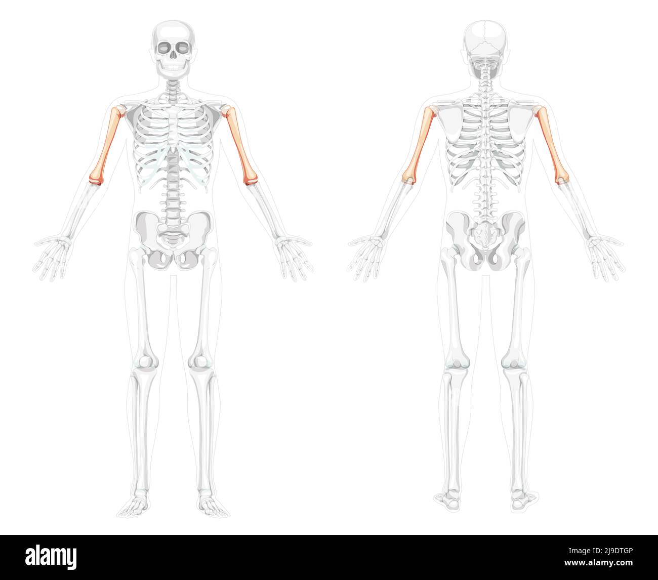 Scheletro braccio humero Vista posteriore anteriore umana con due pose del braccio con una posizione delle ossa parzialmente trasparente. Concetto di colore naturale piatto realistico illustrazione vettoriale dell'anatomia isolata su sfondo bianco Illustrazione Vettoriale
