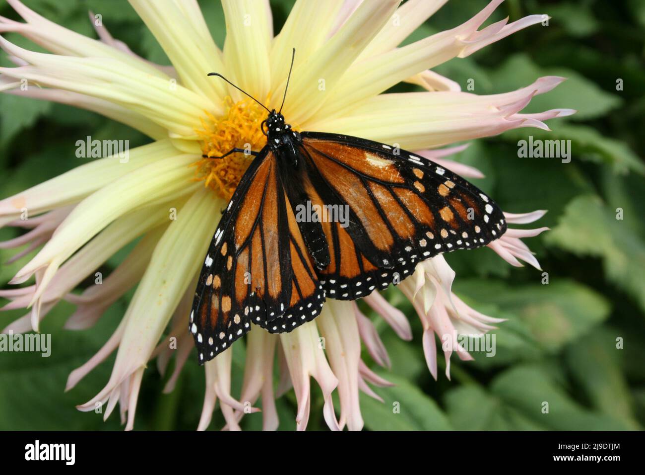 PRIMA VISTA DI UNA FARFALLA MONARCA (DANAUS PLEXIPPUS) CHE ASSORBE IL NETTARIO DA UN FIORE DI DALIA 'LAURA CHRISTINE', NUOVO GALLES DEL SUD, AUSTRALIA. Foto Stock