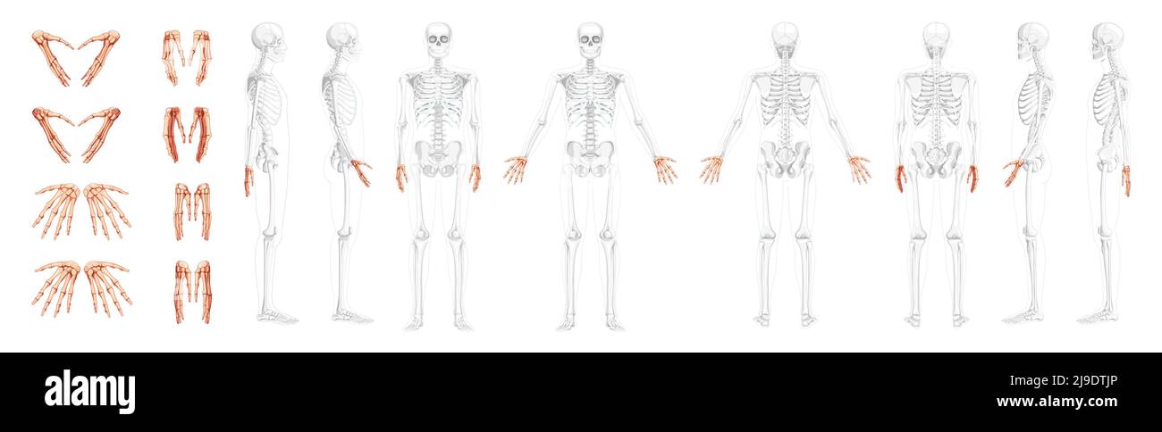 Set di Skeleton Hands Vista laterale anteriore posteriore umana con posizione delle ossa parzialmente trasparente. Tappeti, polsi, metacarpi, falangi. 3D immagine vettoriale realistica piatta di colore naturale dell'anatomia isolata Illustrazione Vettoriale