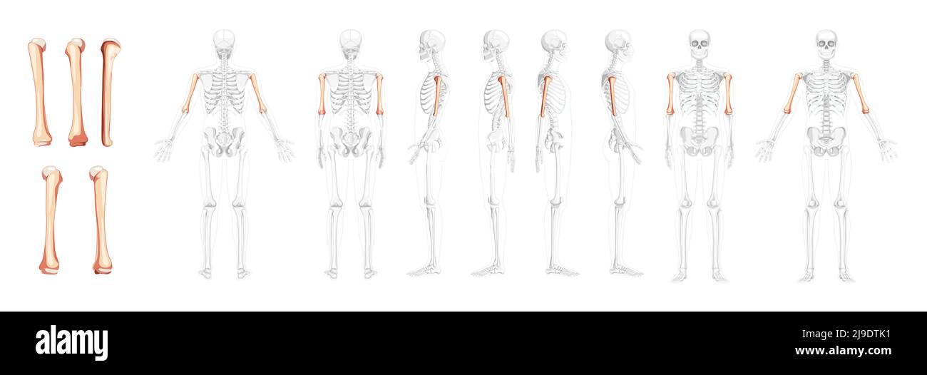 Set di Skeleton humerus ARM vista laterale anteriore posteriore umana con posizione delle ossa parzialmente trasparente. 3D concetto di colore naturale piatto realistico illustrazione vettoriale dell'anatomia isolata su sfondo bianco Illustrazione Vettoriale