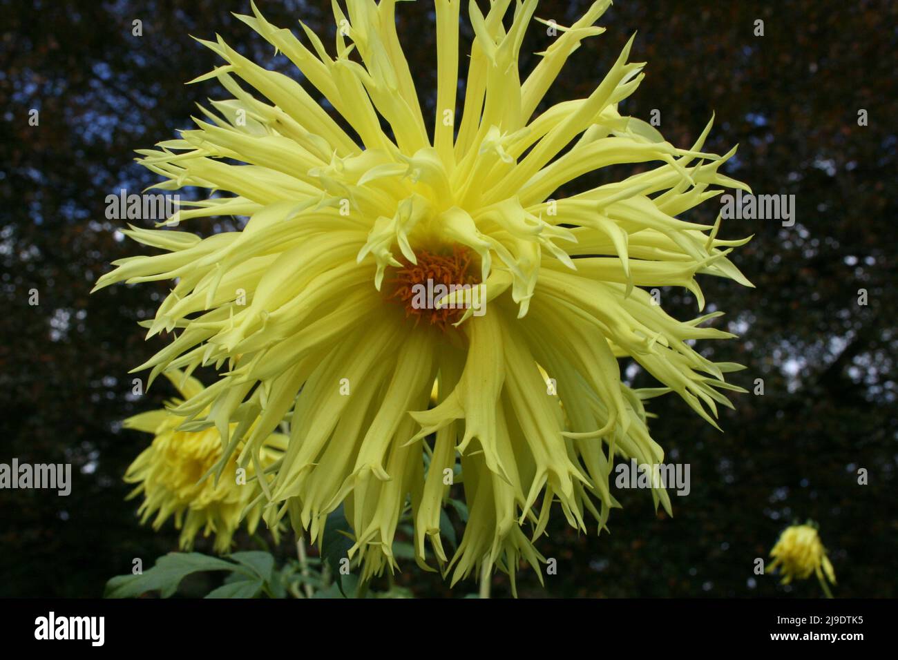 PRIMA VISTA DEI PETALI FRONZATI DELLA DALIA GIALLA 'OTARA JUBILEE' IN PIENA FIORITURA. AUSTRALIA. Foto Stock