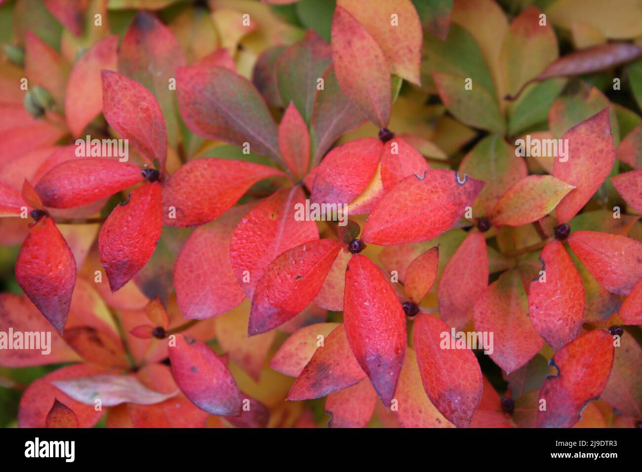 LE FOGLIE ENKIANTHUS CAMPANULATUS DONANO UN TOCCO BRILLANTE AI COLORI ROSSI AUTUNNALI. Foto Stock