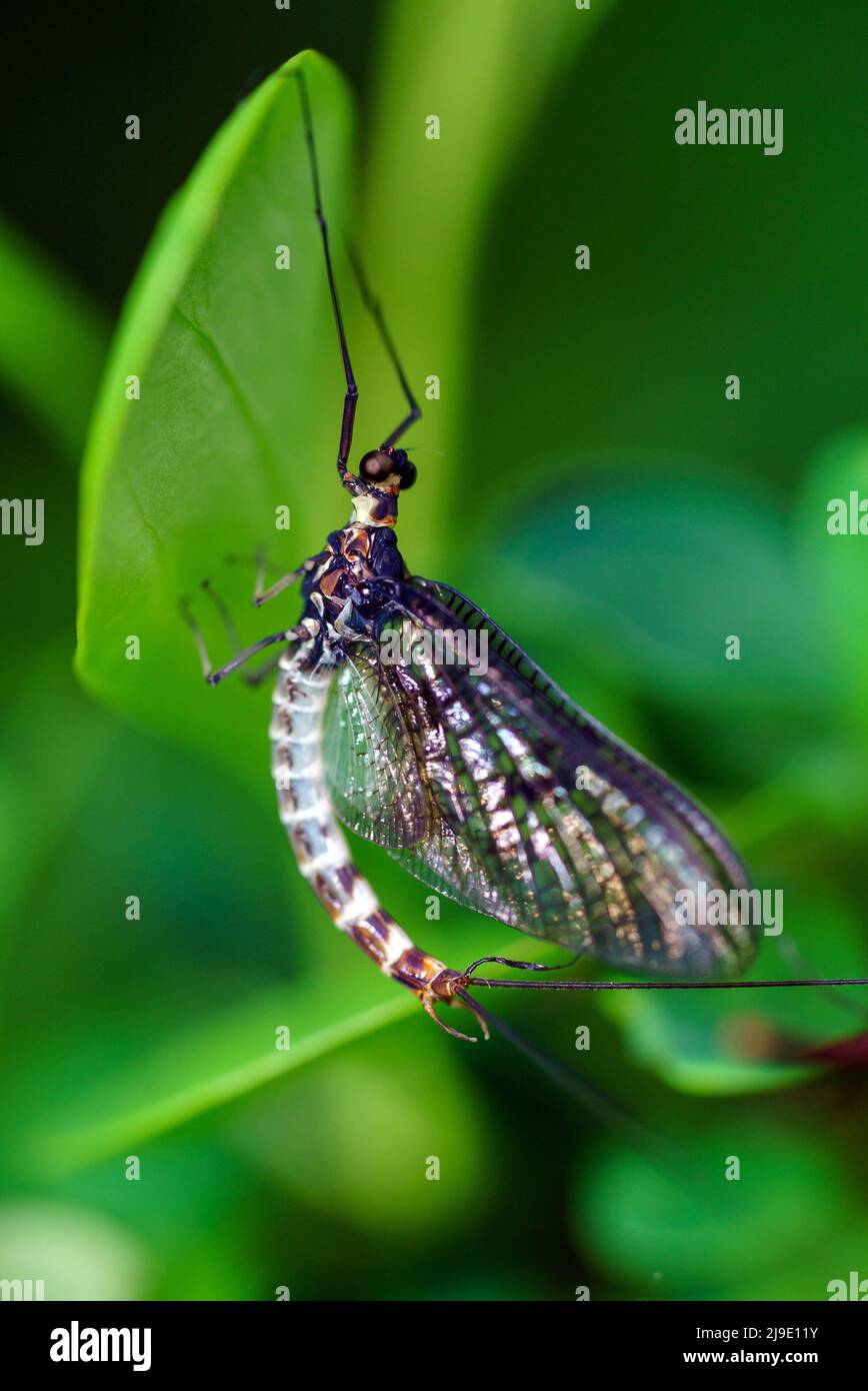 Ephemera vulgata che riposa su un giardino verde pianta 1-2 Foto Stock