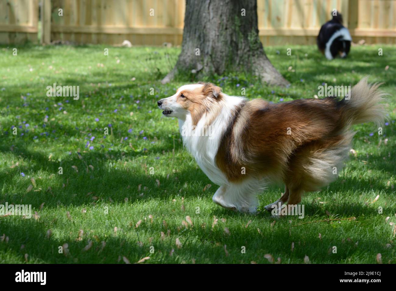Un Shetland Sheepdog (sheltie) di colore da bizzarello corre e gioca in un recintato in cortile. Foto Stock