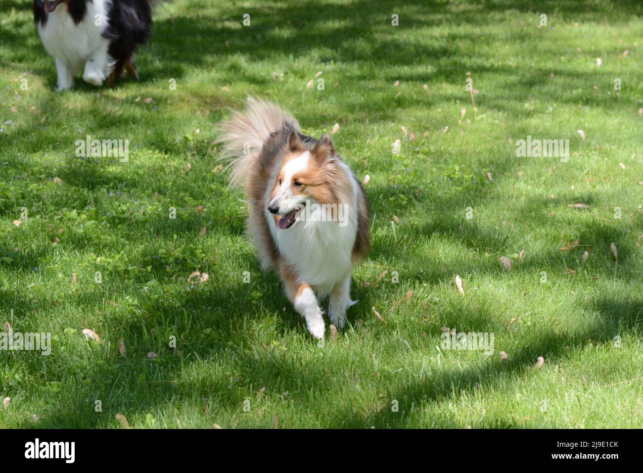 Un Shetland Sheepdog (sheltie) di colore da bizzarello corre e gioca in un recintato in cortile. Foto Stock