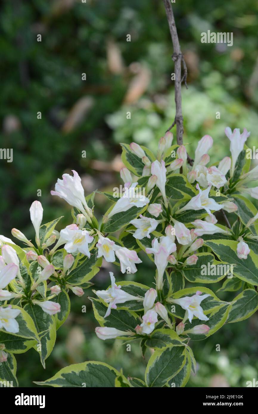 Primo piano dei fiori di weigela. Membro della famiglia delle nido d'ape, weigela è un arbusto che fiorisce all'inizio della primavera. Foto Stock