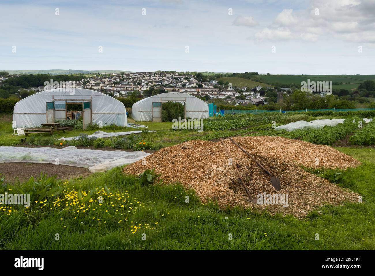 Una visione generale di un progetto di agricoltura (CSA) senza scavo/no-till sostenuto dalla Comunità in Cornovaglia, Regno Unito. Foto Stock