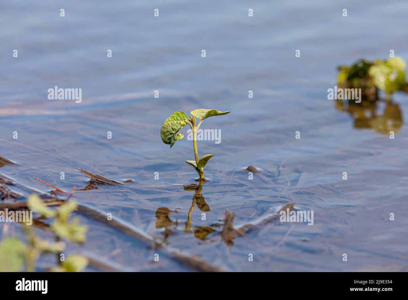 Piante di soia in campo di fattoria allagato. Allagamento del campo, danno di raccolto e concetto di assicurazione di raccolto. Foto Stock
