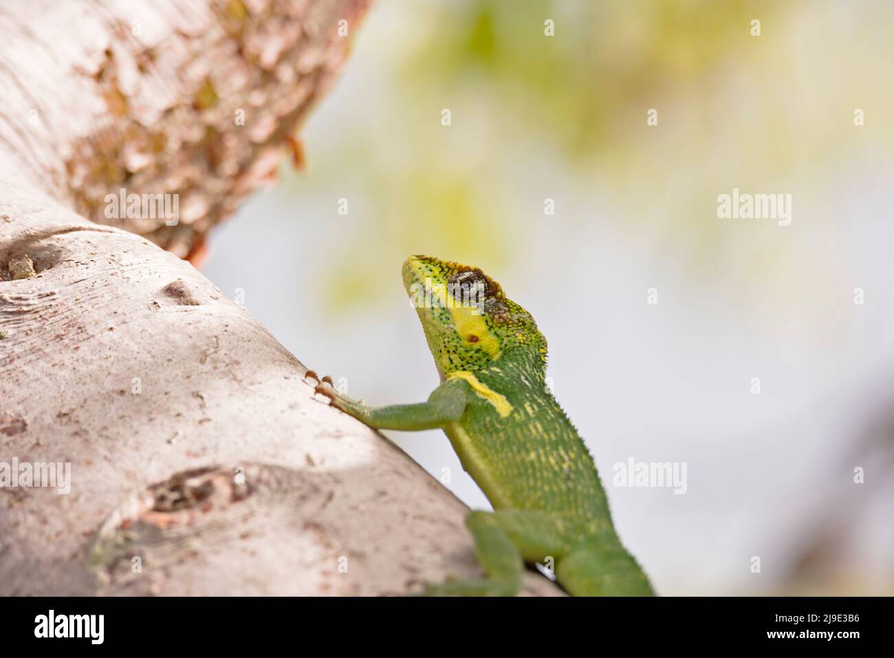 Cavaliere Anole appeso sul ramo di un albero Foto Stock