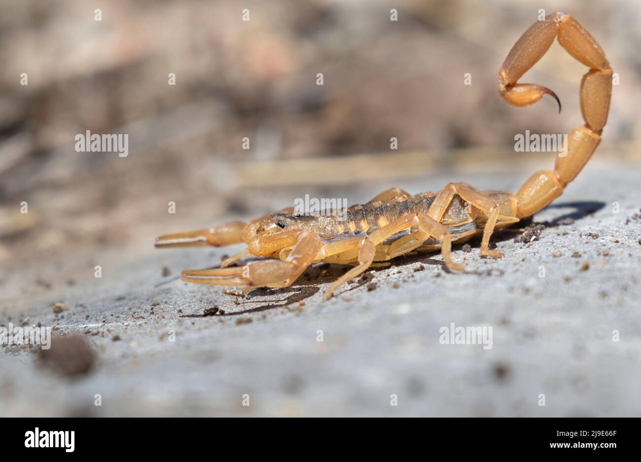 Lo scorpione corteccia a strisce (Centruroides vittatus) Foto Stock