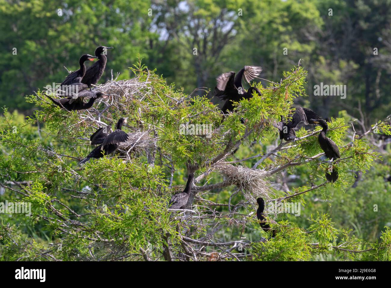 Colonia di nidificazione Cormorante presso il Santuario degli Uccelli di Smith Oaks, High Island, Bolivar Foto Stock