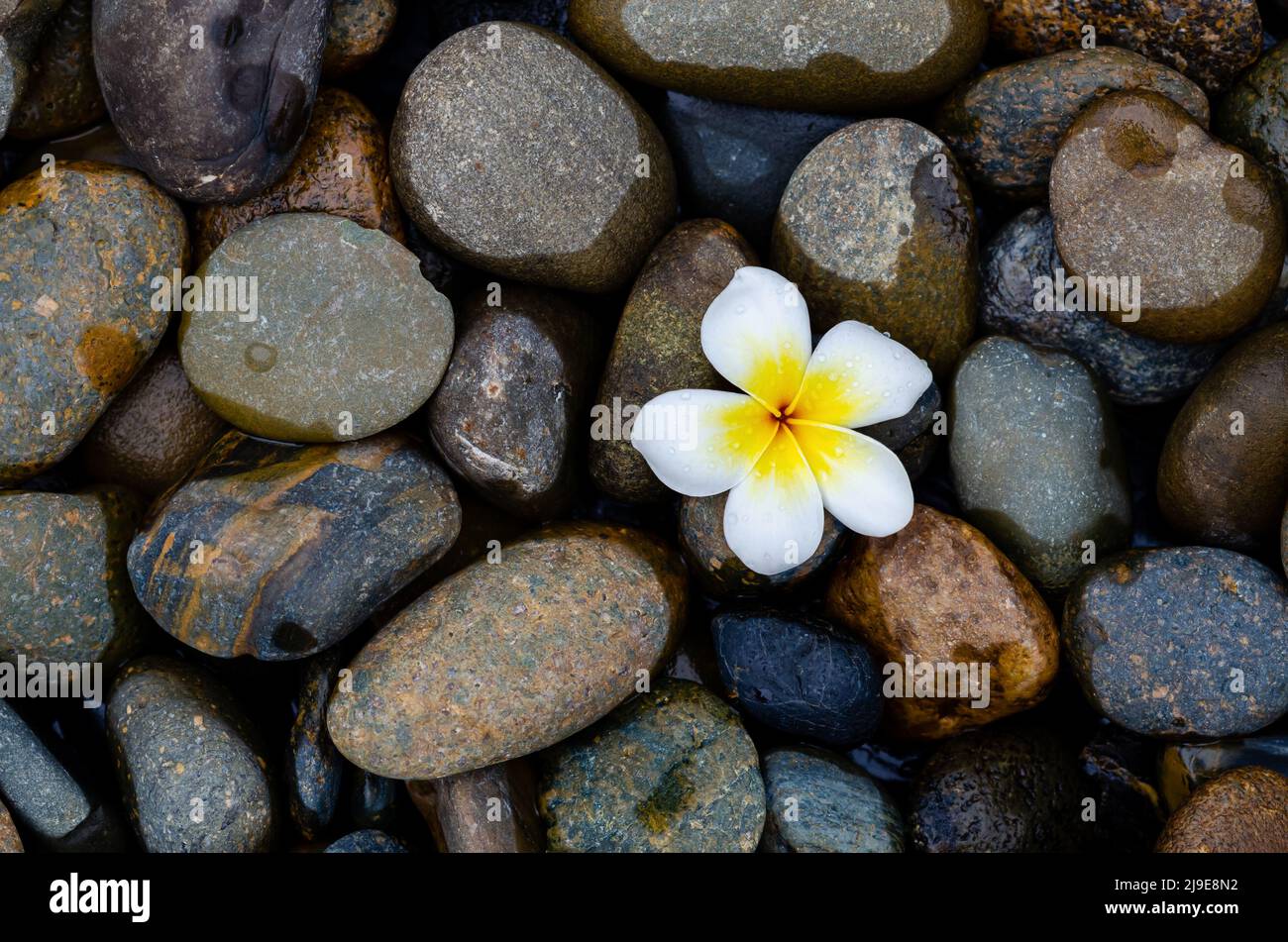 Frangipani fiore goccia su pietre marroni bagnate dopo la pioggia. Foto Stock