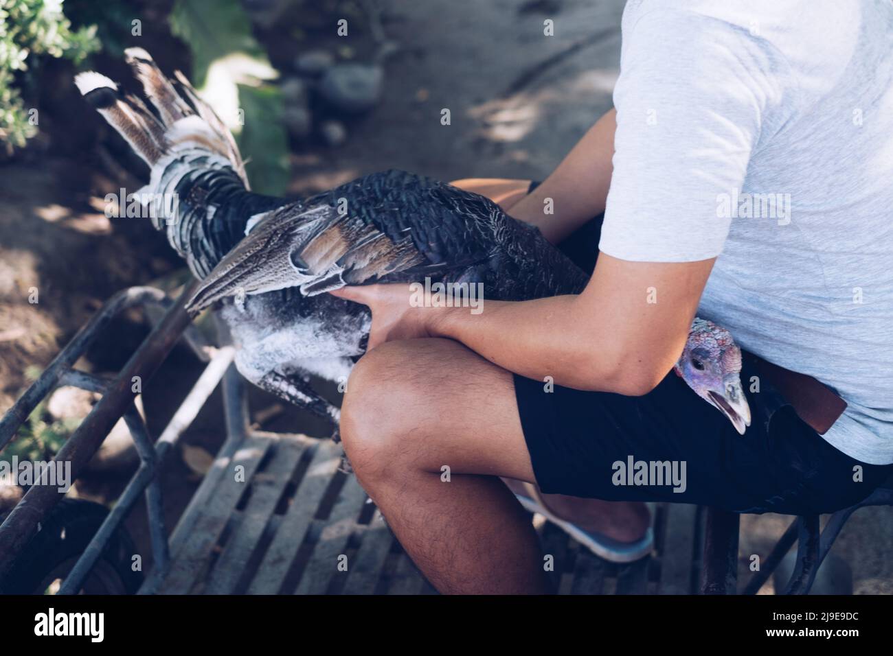 Uomo irriconoscibile seduto in possesso di una femmina live free range turchia. Messa a fuoco selezionata. Foto Stock