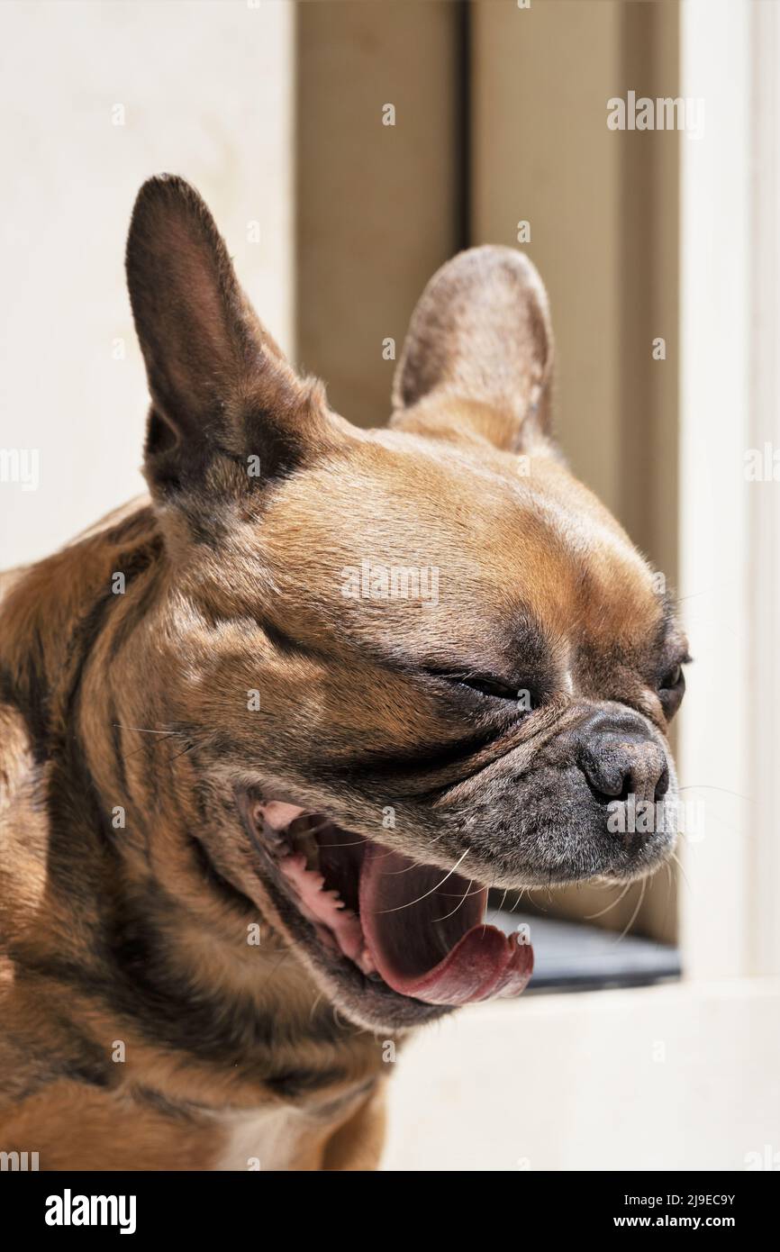 Un Bulldog francese che sbadigia. Foto Stock