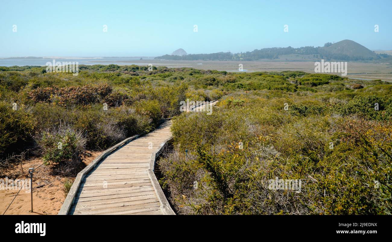 Il sentiero della penisola di Marina presso il Morro Bay state Park attraversa l'estuario e una foresta di Elfin vicino al porto, la costa californiana, Los Osos Foto Stock