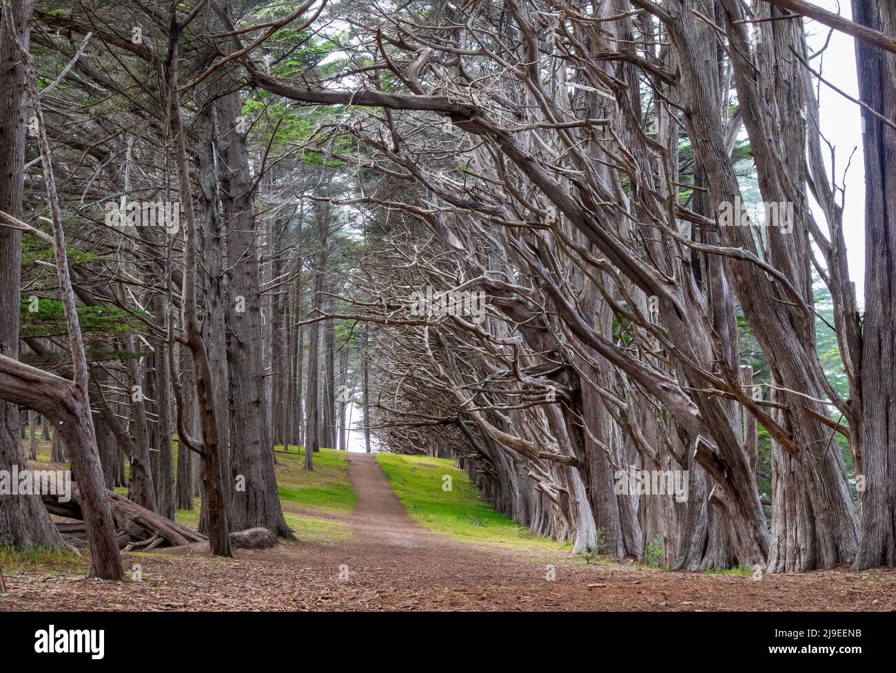 Cypress Trees Tunnel a J V Fitzgerald Marine Reserve, California, in un pomeriggio di nebbia Foto Stock