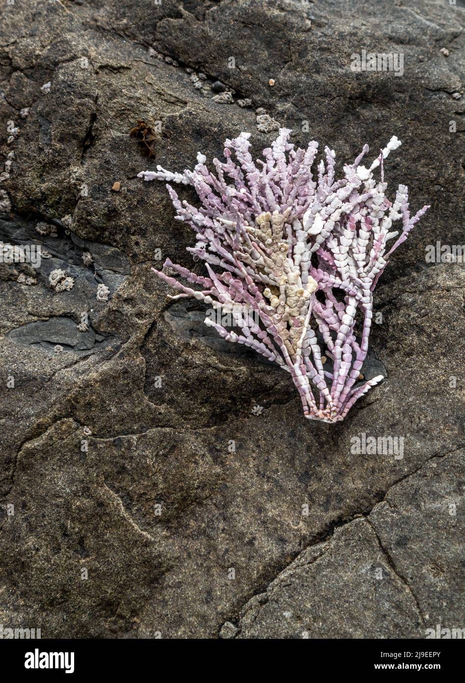 Bel ramo di corallo marino che si posa sulla roccia in J V Fitzgerald Marine Reserve, California Foto Stock