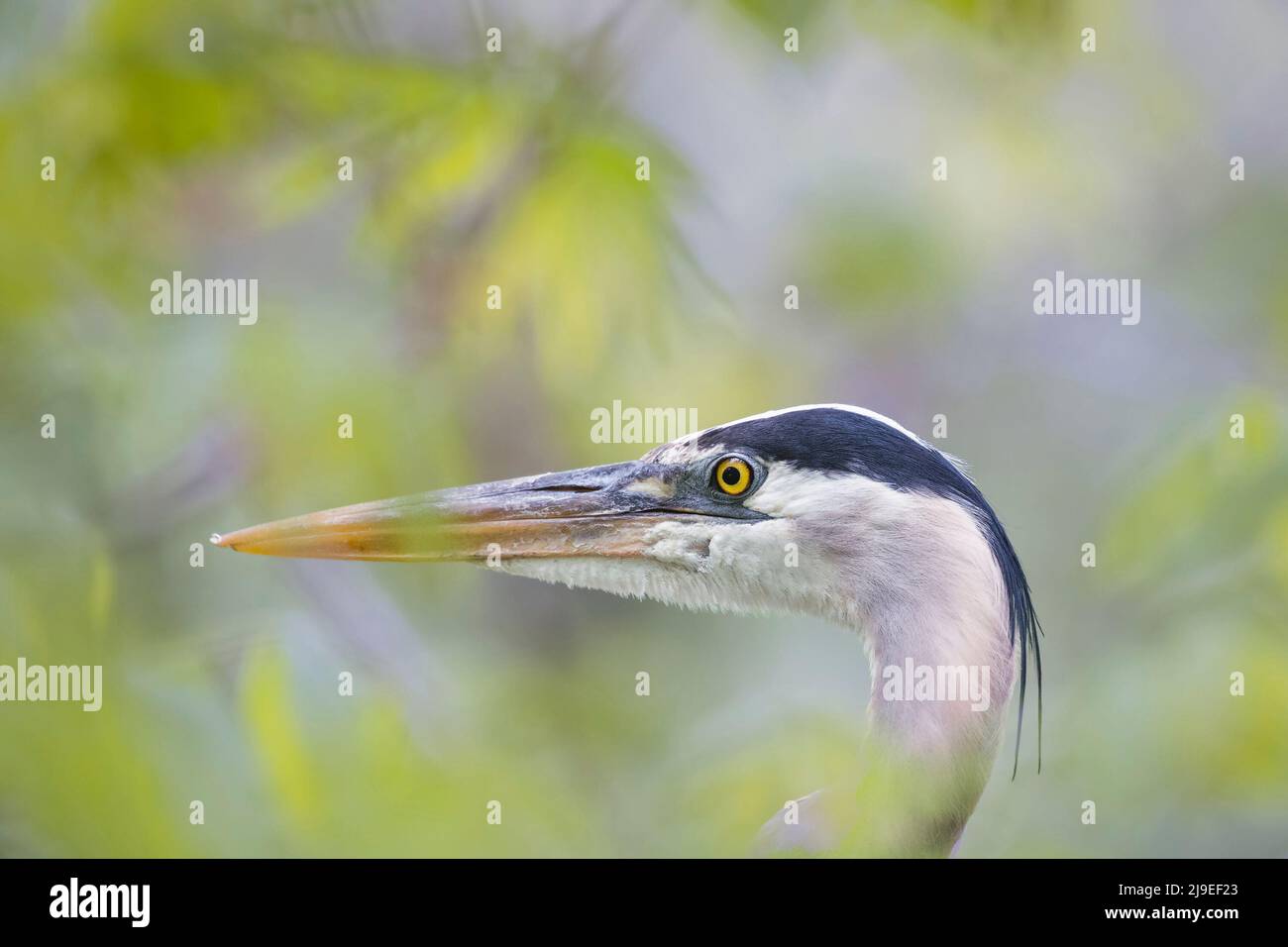 Ritratto da primo piano di Great Blue Heron (Ardea herodias). Chesapeake e Ohio National Historical Park. Maryland. USA Foto Stock