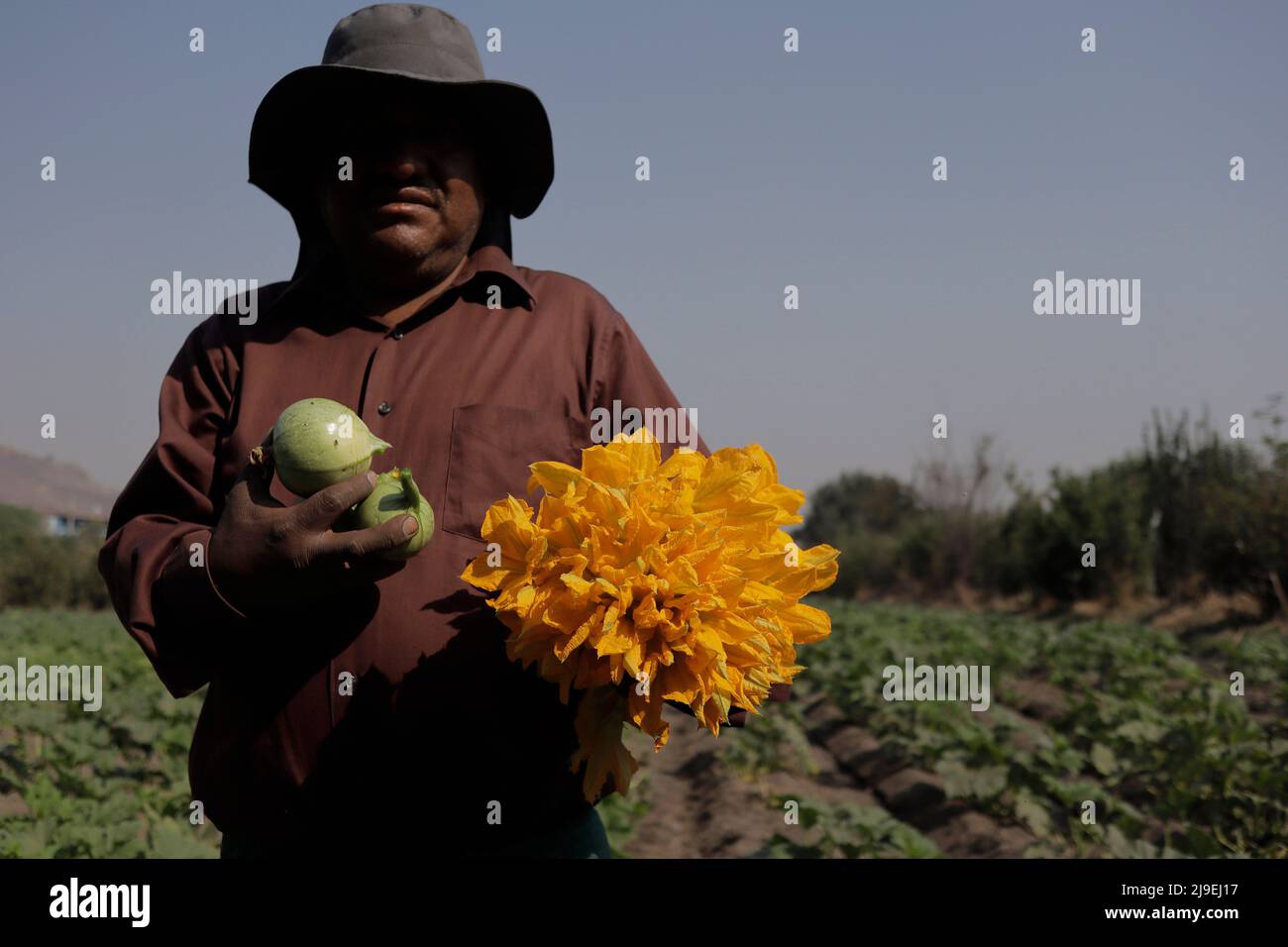 Città del Messico, Città del Messico, Messico. 21st maggio 2022. Lorenzo ValdÅ½s, originario di Zapotitl''n Tl''huac, miete fiori di squash. Nonostante il fatto che non ci sia ancora pioggia, è andato in zona a raccogliere a mano alcuni fiori per venderli. Il 21 maggio 2022 a Città del Messico, Messico. (Credit Image: © Gerardo Vieyra/eyepix via ZUMA Press Wire) Foto Stock