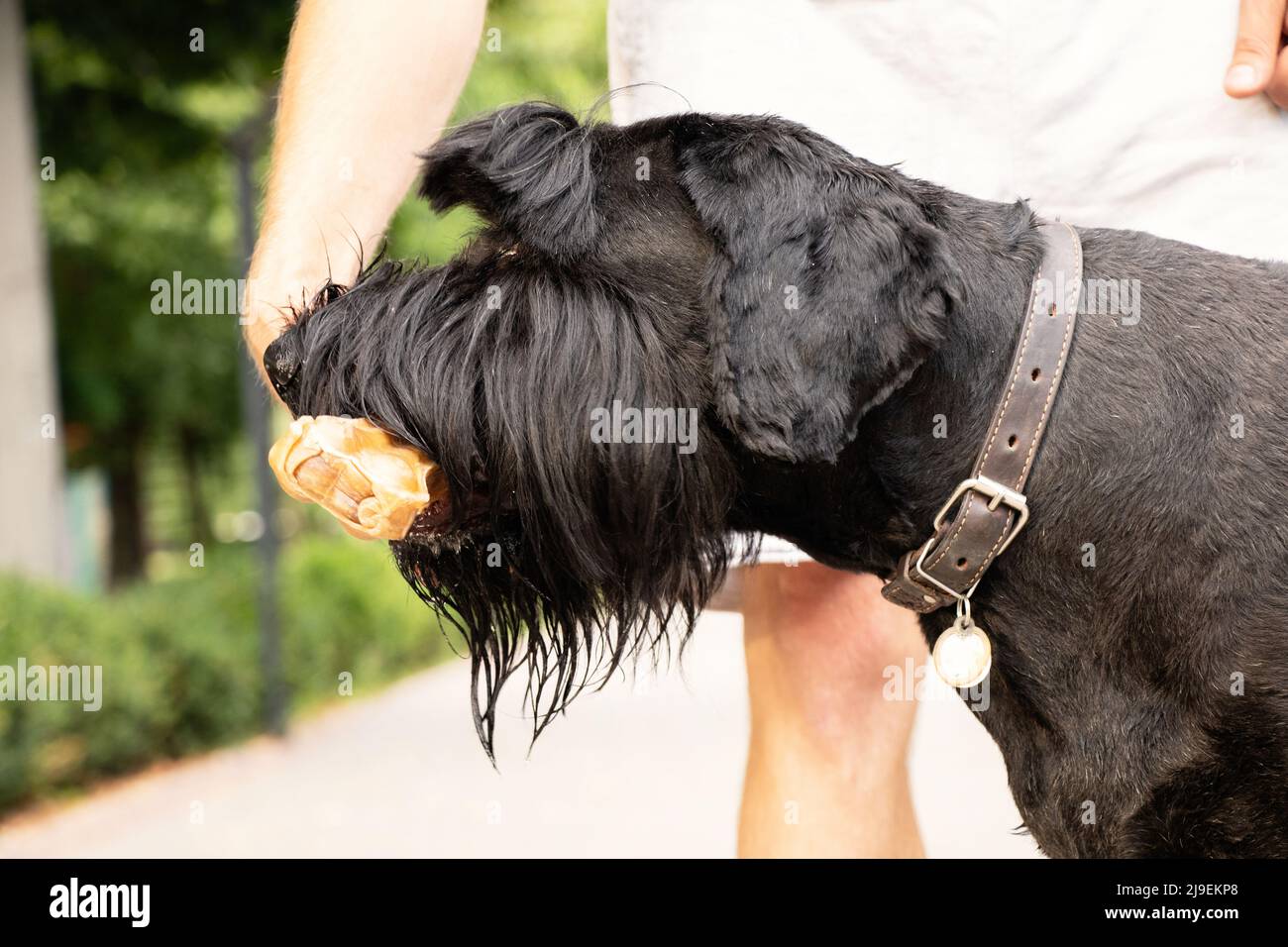 Schnauzer gigante con un osso nei denti, cibo per cani, un cane su una passeggiata in un parco in Ucraina Foto Stock
