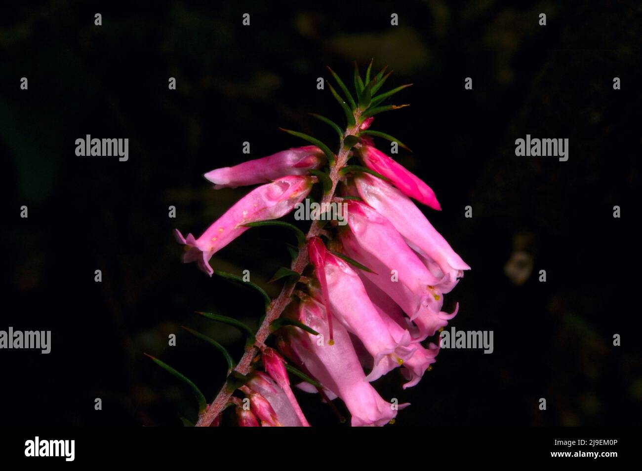 La brughiera rosa (Epacris Impressa) è l'emblema floreale dello stato di Victoria, Australia. La versione a fiore bianco è più comune, ma non favorita. Foto Stock