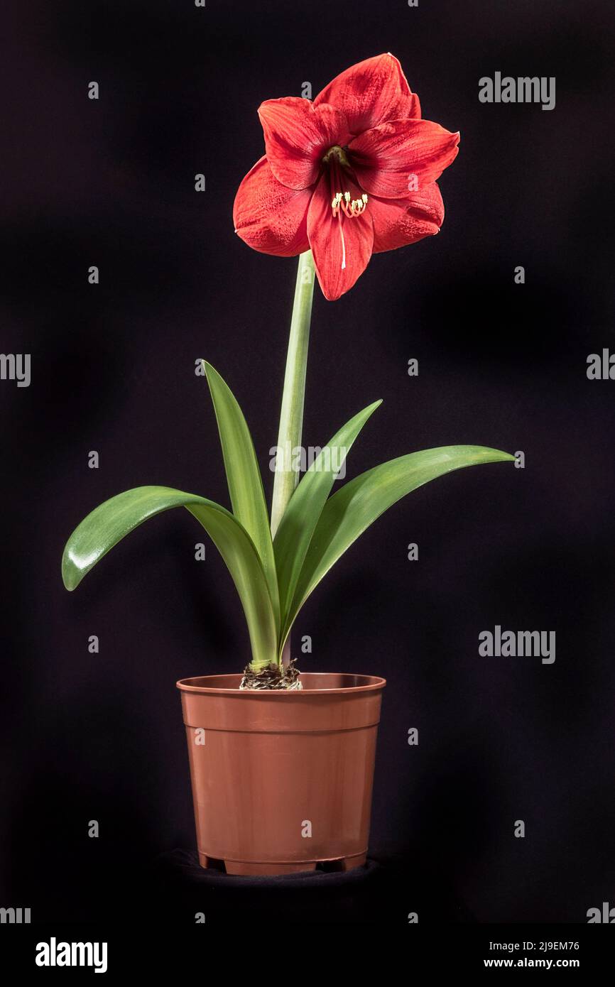ippeastrum in vaso amaryllis bulbo pianta con un gigante abbagliante fiore rosso alto sopra nastro a forma di foglie su uno sfondo nero Foto Stock
