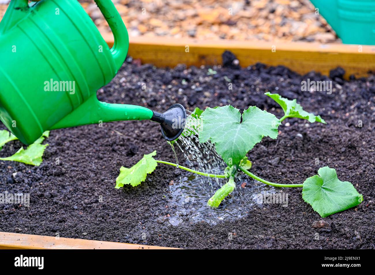 annaffiatura può innaffiare squash in una scatola coltivante Foto Stock