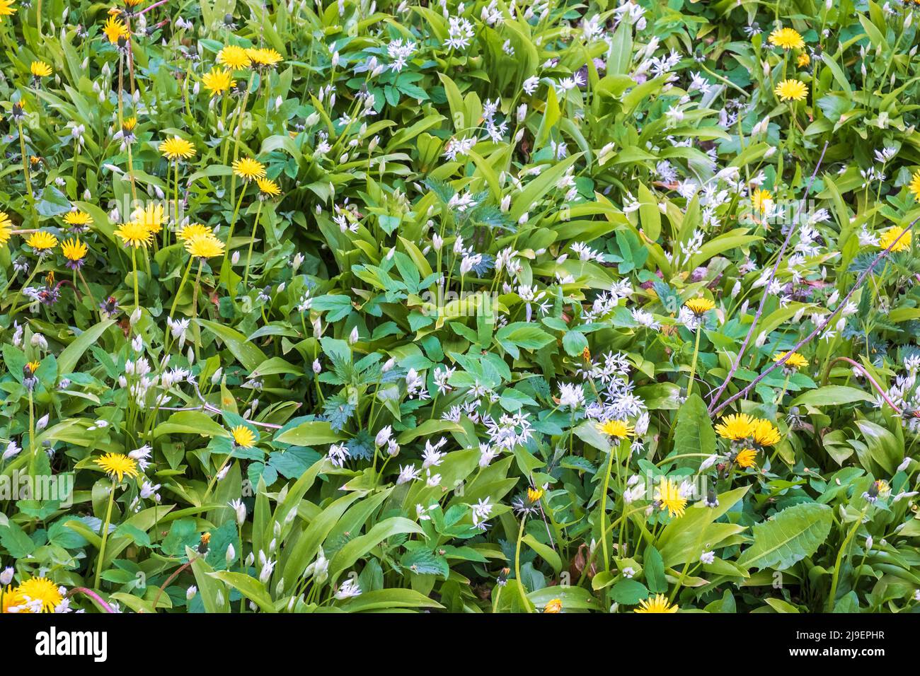 Fioritura aglio selvatico e fiori di dente di leone su un prato Foto Stock