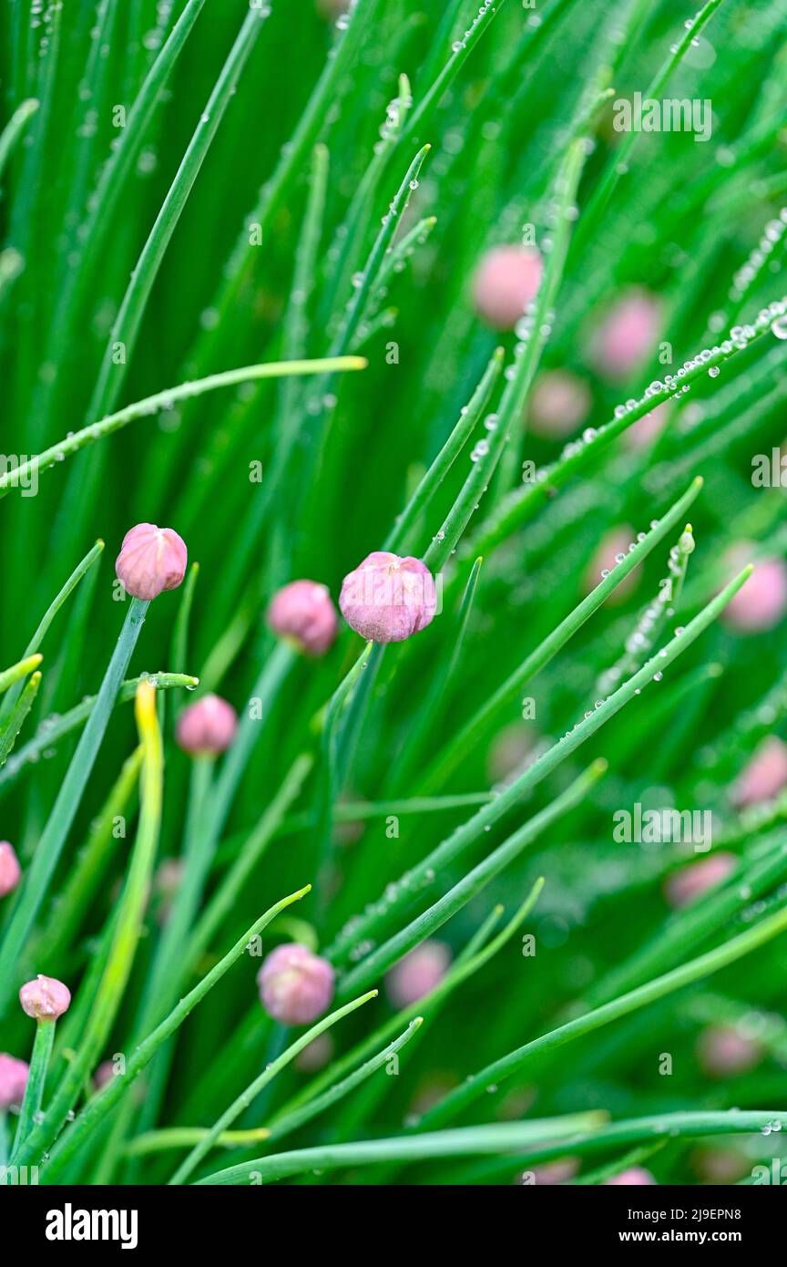 erba cipollina verde e bagnata che cresce in scatola coltivante Foto Stock