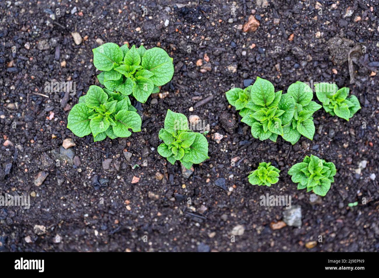 piccole piante di patate nuove in terreno scuro fine Foto Stock